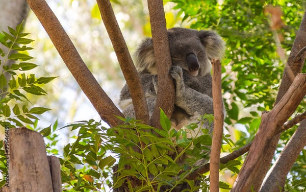Fototapeta Koala napping in a tree