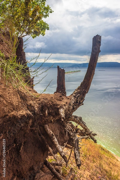 Obraz interesting tree roots on a cliff