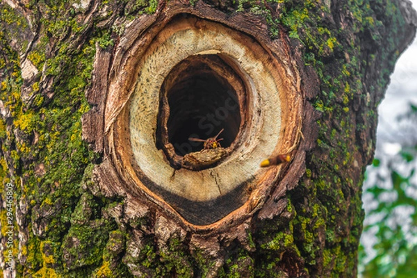 Obraz hollow with hornets