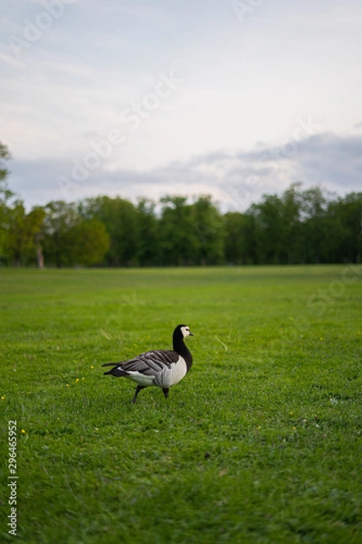 Obraz canadian goose.