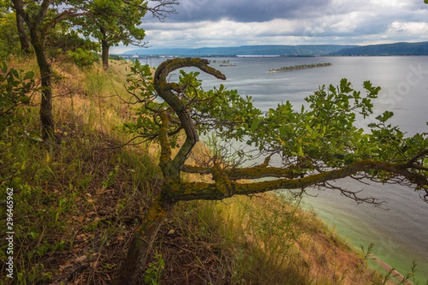 Obraz interesting forms of trees on a cliff