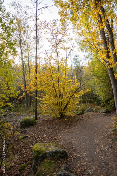 Obraz A lonely tree shifting color.