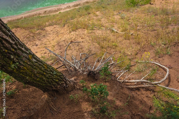 Obraz interesting tree roots on a cliff