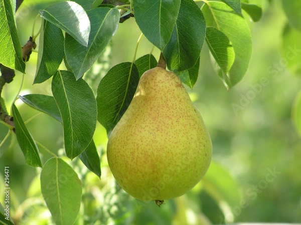 Fototapeta pear