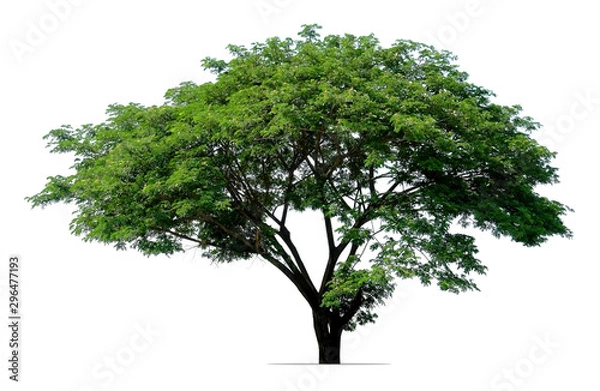 Fototapeta rain tree isolated on white background