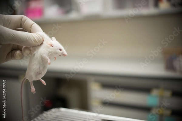 Obraz Vaccine testing