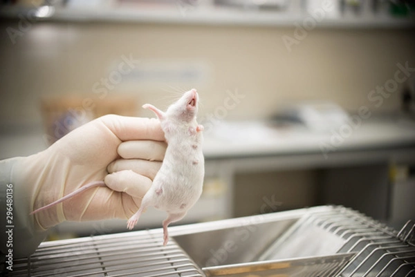 Fototapeta Vaccine testing