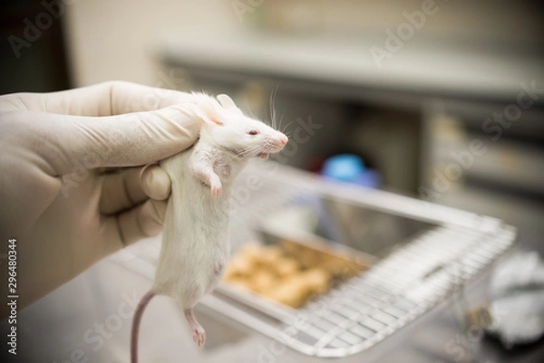 Obraz Vaccine testing