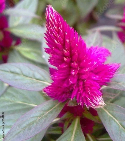 Obraz feather flower