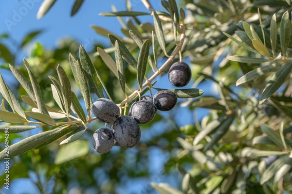 Obraz Green Olives Tree