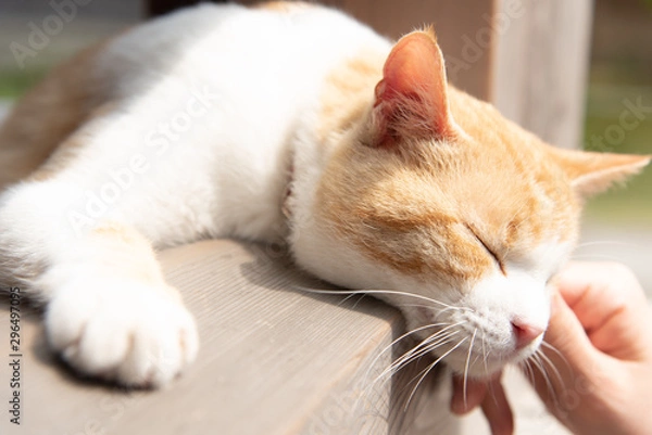 Fototapeta リラックスした猫