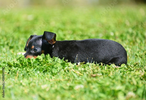 Fototapeta adorable prague ratter puppy