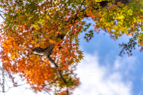 Obraz 日比谷公園の紅葉