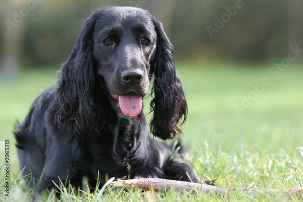 Obraz black english cocker spaniel