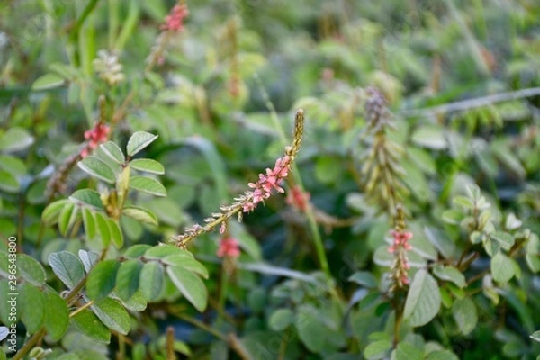Fototapeta branch with red berries