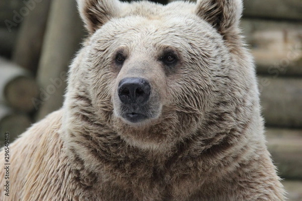 Fototapeta animales varios 
