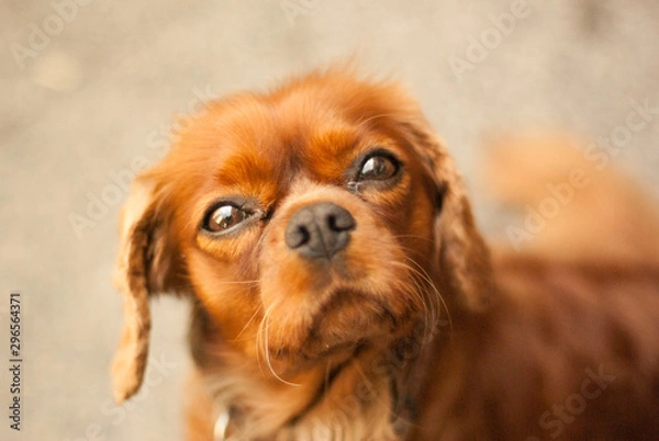 Obraz Cavalier King Charles Spaniel Ruby
