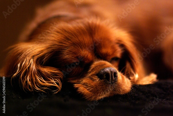 Obraz Cavalier King Charles Spaniel Ruby