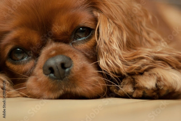 Obraz Cavalier King Charles Spaniel Ruby