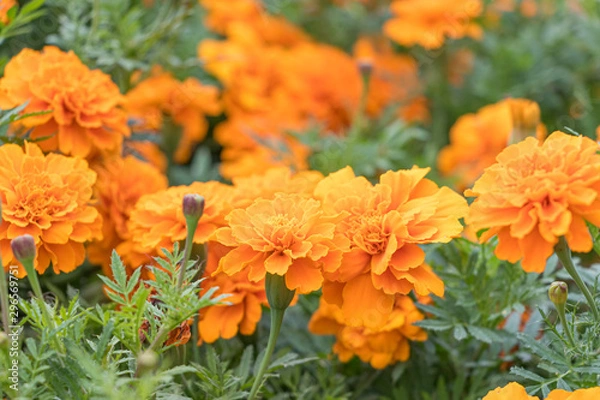 Fototapeta マリーゴールド