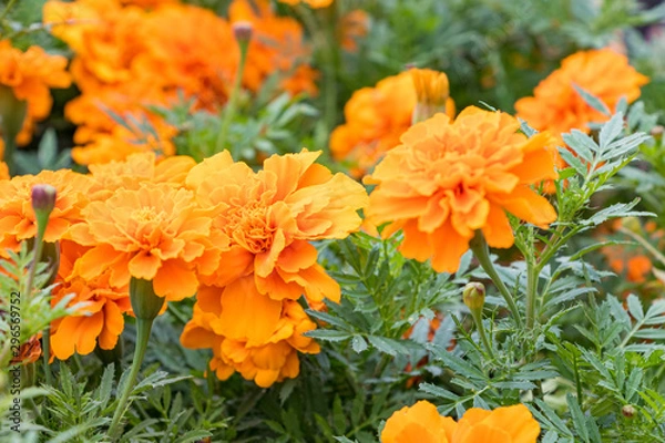 Fototapeta マリーゴールド