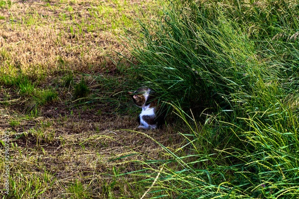 Obraz cat in the park