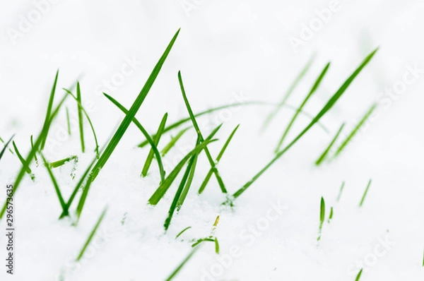 Obraz Gras, von Schnee bedeckt