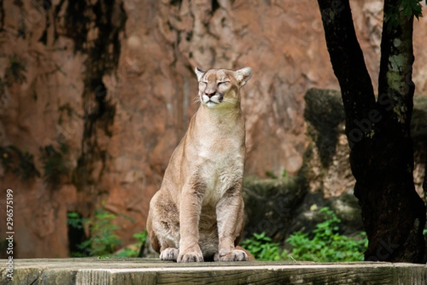 Fototapeta Puma or Cougar