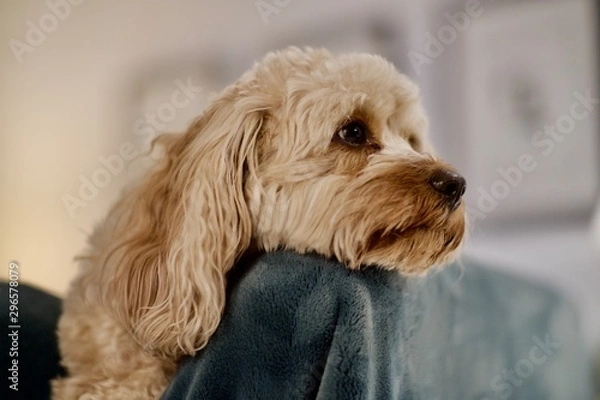 Obraz Puppy Resting Her Chin