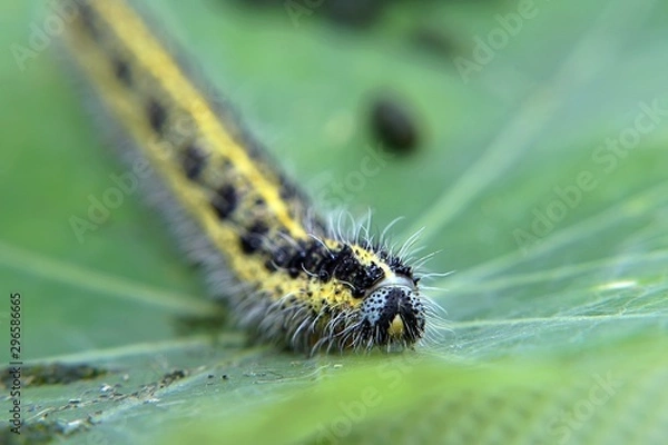 Fototapeta Cabbage White Caterpillar on a Leaf