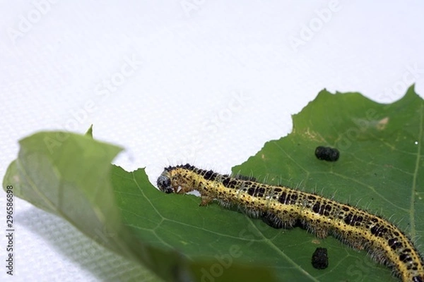Fototapeta Cabbage White Caterpillar on a Leaf