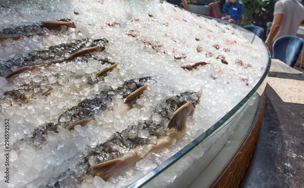 Obraz Fresh frozen sturgeon fish lying in ice on a counter in a public place.