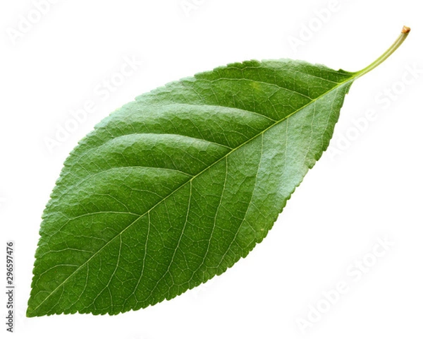 Fototapeta cherry leaf isolated on white background.