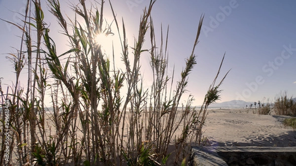 Fototapeta playa del sur de España con palmera