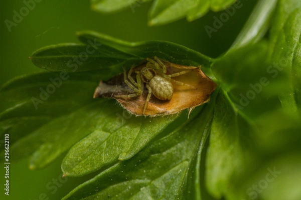 Fototapeta Philodromus sp spider
