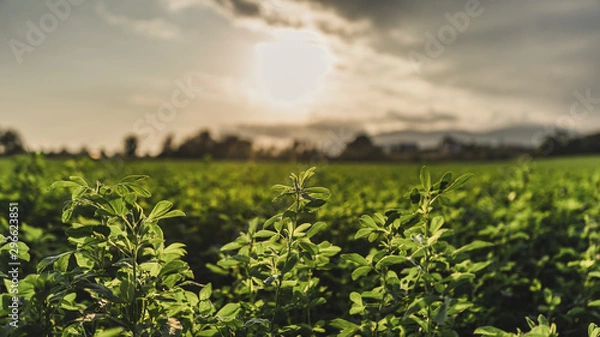 Obraz shamrock clovers trefoil flowers field at sunset