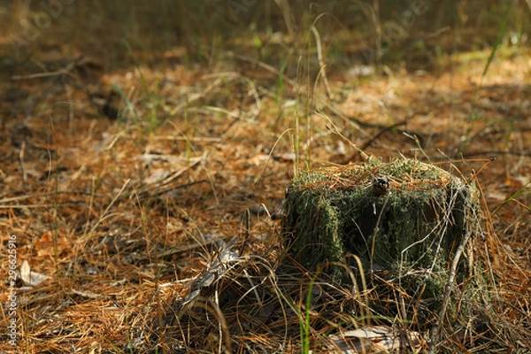 Fototapeta Stump with moss in forest, space for text
