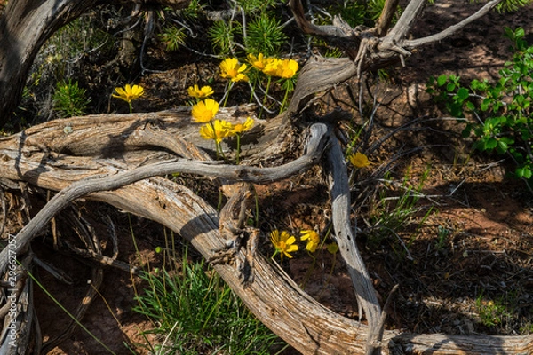 Fototapeta In Summer, many wildflowers of the Colorado National Monument are in full bloom, as seen here in between fallen dead trees.