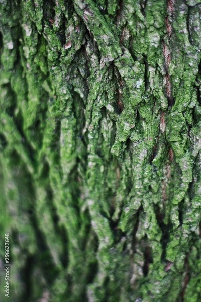 Fototapeta Close up background of tree bark with green moss
