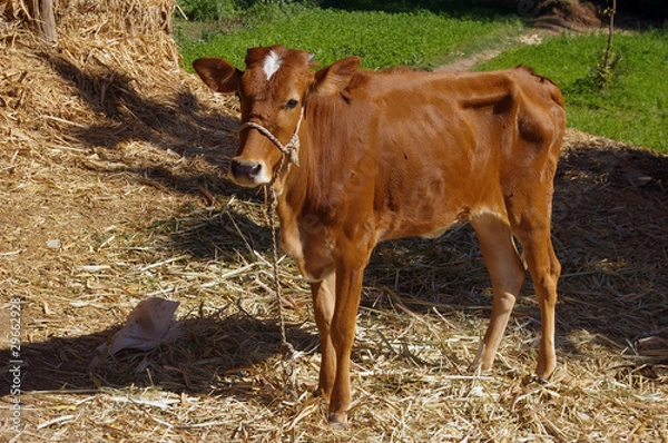 Obraz Jeune vache rousse.
