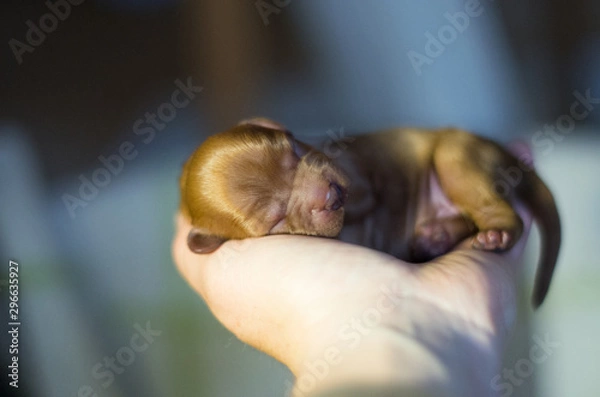 Obraz cavalier king charles spaniel 