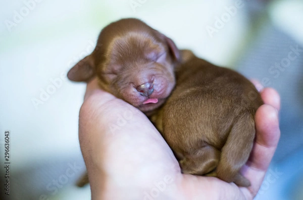 Obraz cavalier king charles spaniel 
