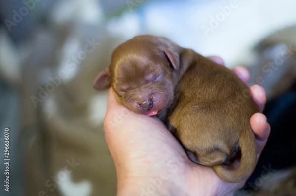 Obraz Cavalier King Charles Spaniel ruby