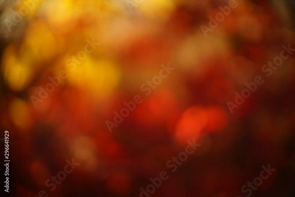 Fototapeta abstract blurry background in yellow red colors, blurred autumn leaves in sunny forest