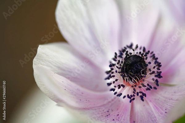 Obraz Anemone white flower close up