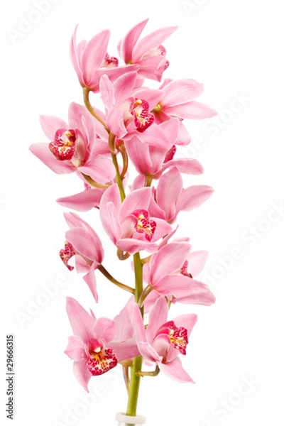Obraz Orchid isolated on white background