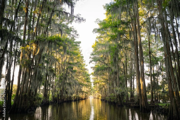 Obraz Tunnel of trees at Caddo Lake near Uncertain, Texas