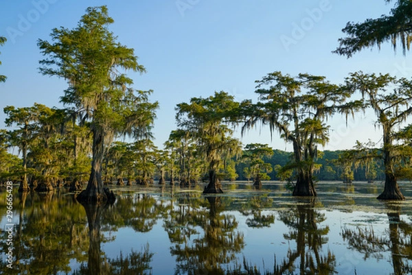 Obraz Bald cypress trees with reflection at Caddo Lake near Uncertain, Texas