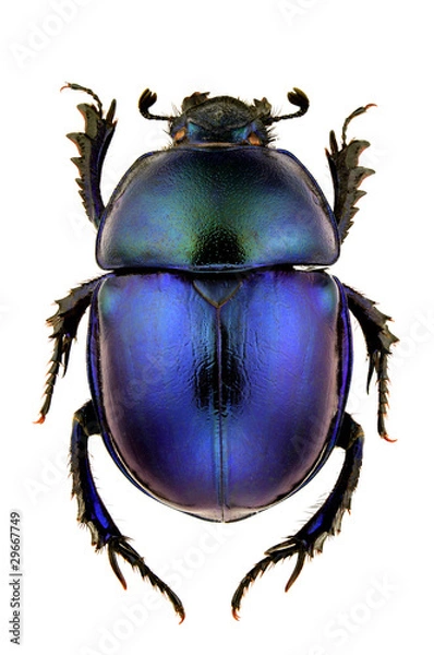 Obraz Trypocopris vernalis