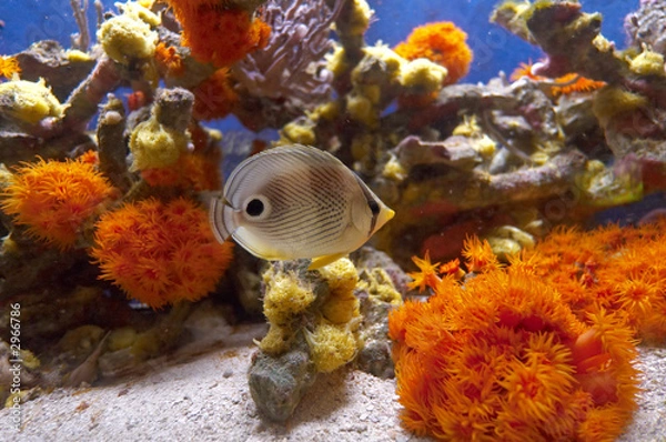 Obraz fish among corals